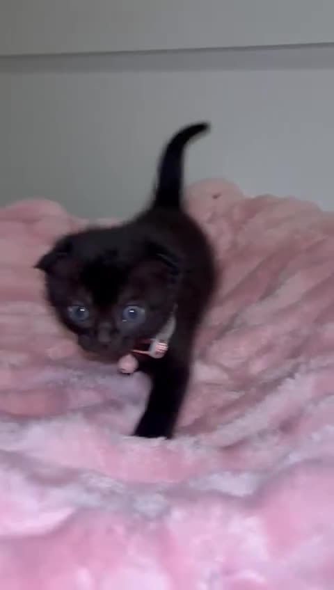 Scottish Fold cats for sale: 2 Black Scottish fold kittens  - Video 1