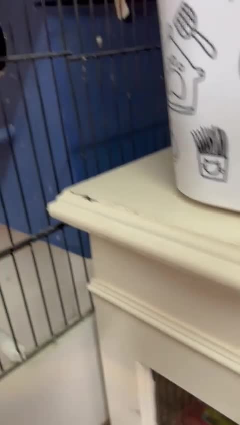 Parakeets birds for sale: Golden mantle rosella’s  - Video 1