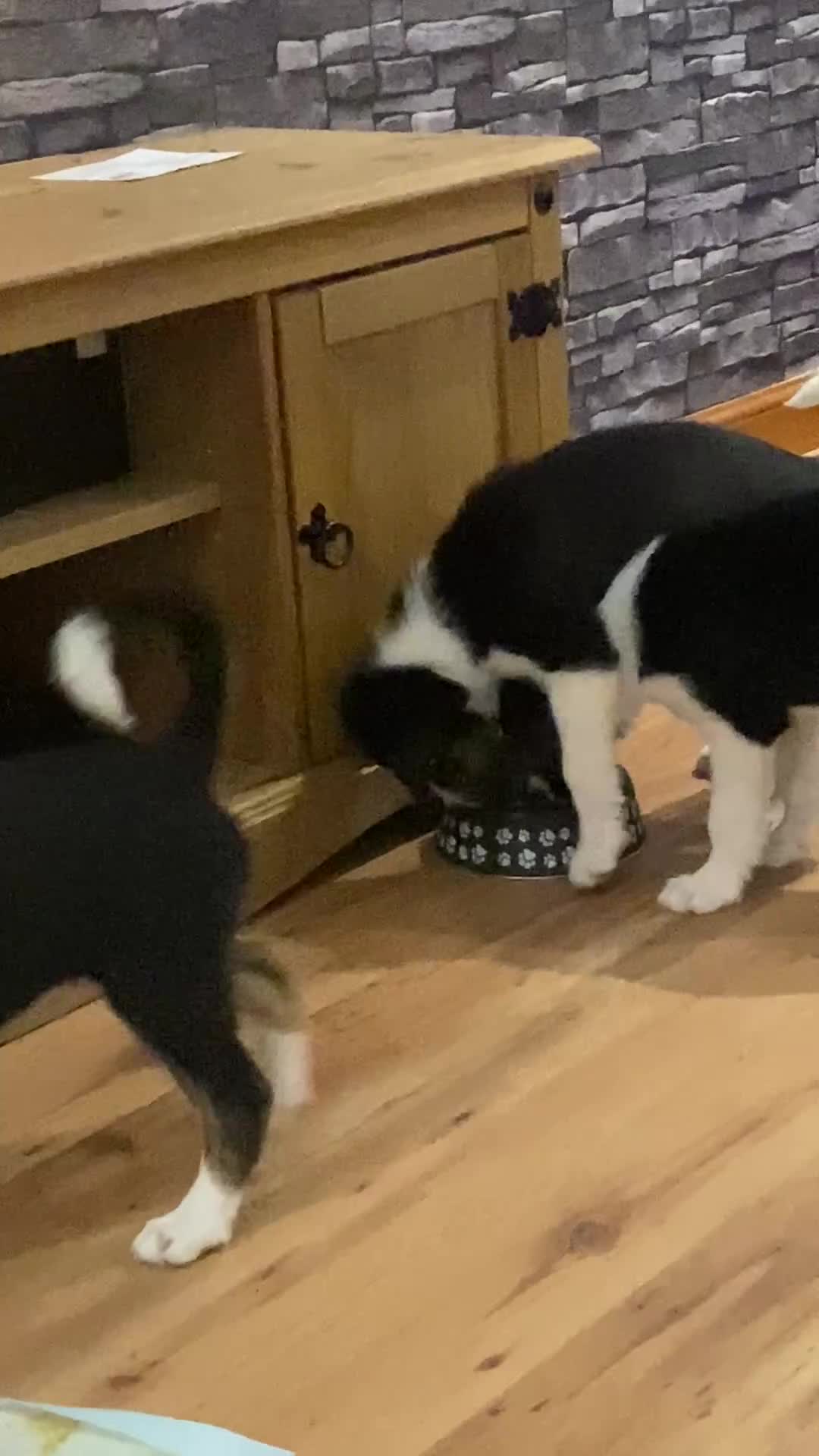 Border Collie dogs for sale: Border collies Dundee  - Video 1