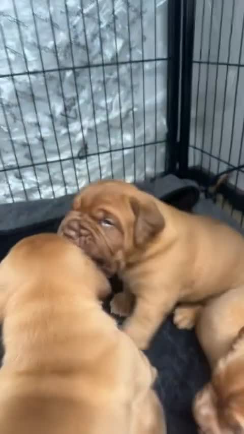 Dogue De Bordeaux dogs for sale: 🐾Dogue de Bordeaux Puppies Champion Bloodlines  - Video 3