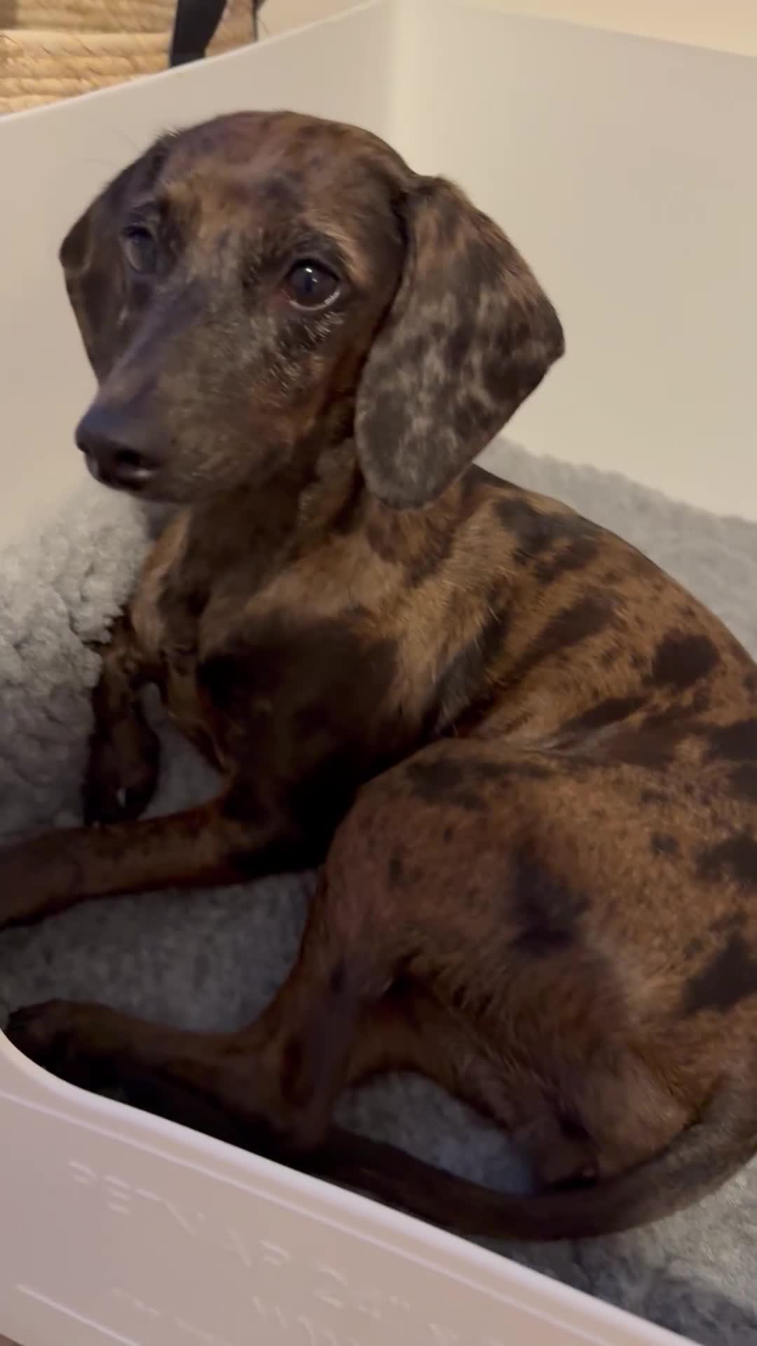 Mixed Breed dogs for sale: Beautiful 3/4 dachshund puppies - Video 1