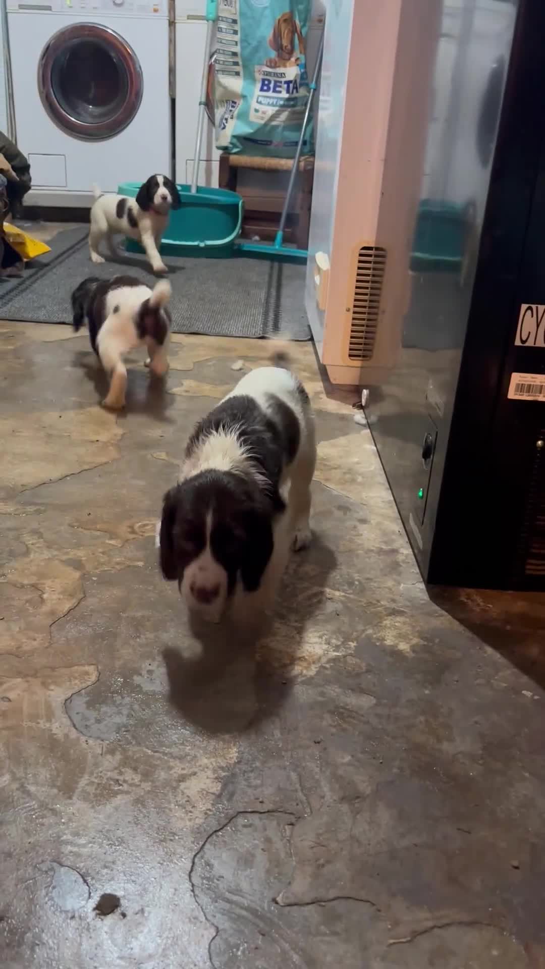 English Springer Spaniel dogs for sale: Springer Spaniel Puppy’s  - Video 1