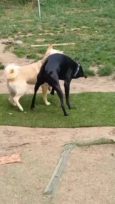 Mixed Breed dogs for adoption: Cute friendly young Truffles-Suffolk/Essex Border in Colchester - Video 1