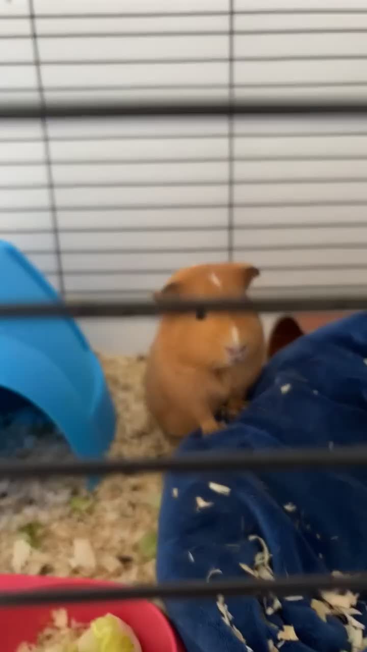 Guinea Pig rodents for sale: 4 x female guinea pigs and cage  in Whitchurch - Video 1