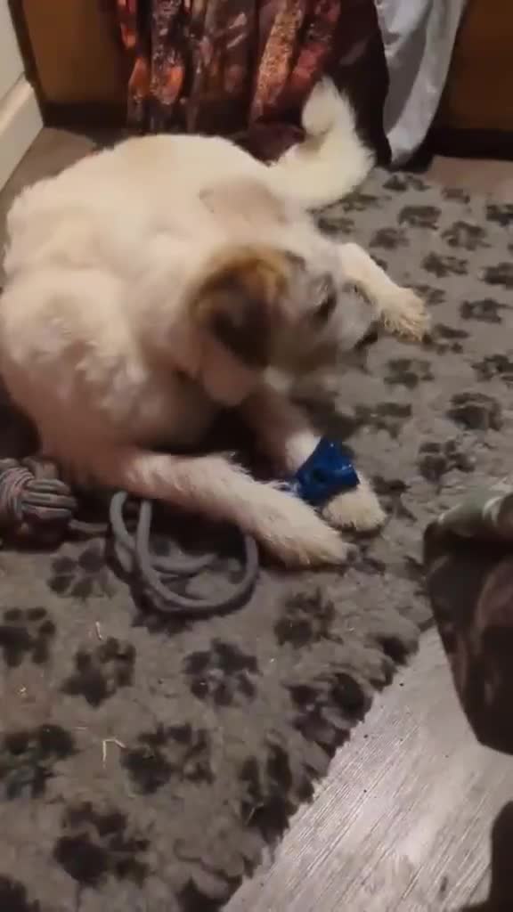 Mixed Breed dogs for adoption: KALLIE-16months, loves dogs/playful/active/rural - Video 1