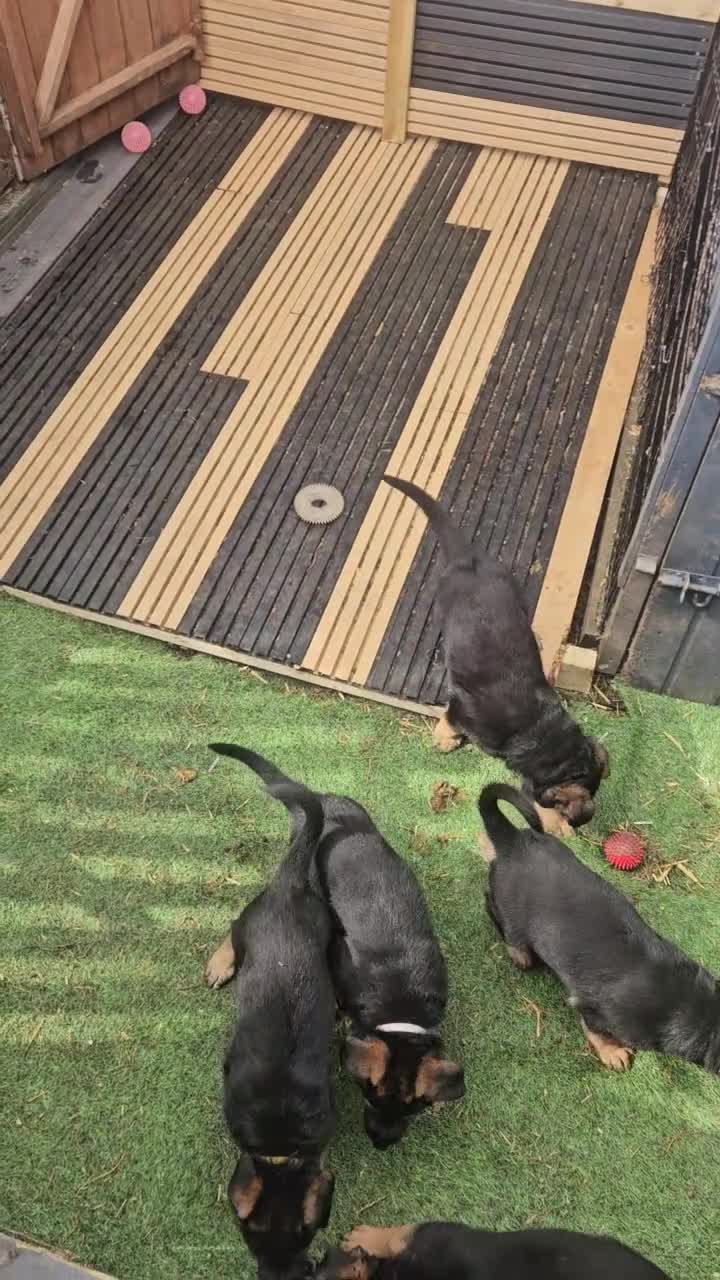 German Shepherd dogs for sale: 4 generation German shepard (shorthair) - Video 1