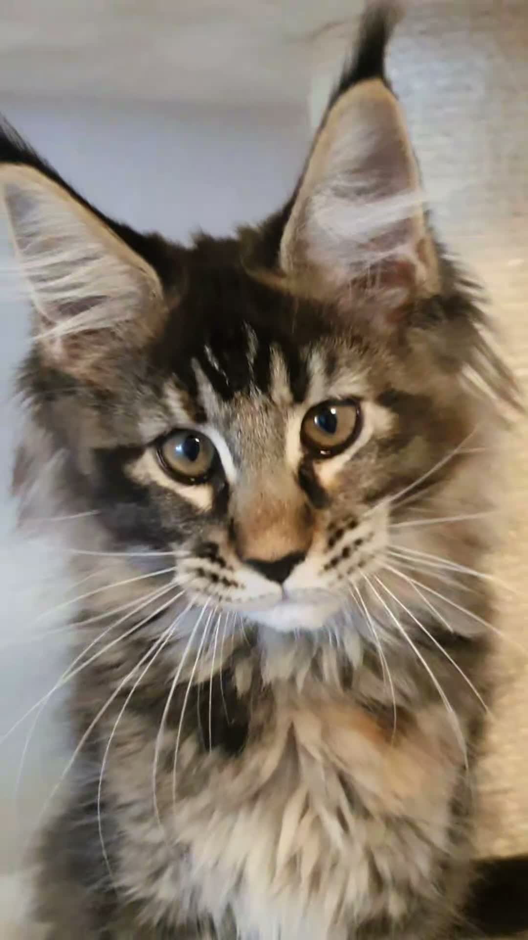 Maine Coon cats for sale: 🌟TICA🌟 reg pure maine coons - Video 1