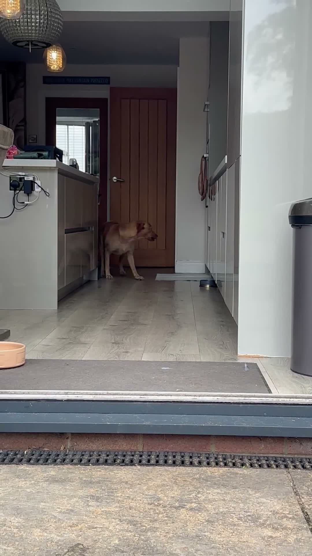 Labrador Retriever dogs for sale: Pedigree Black Labrador Puppy  - Video 1