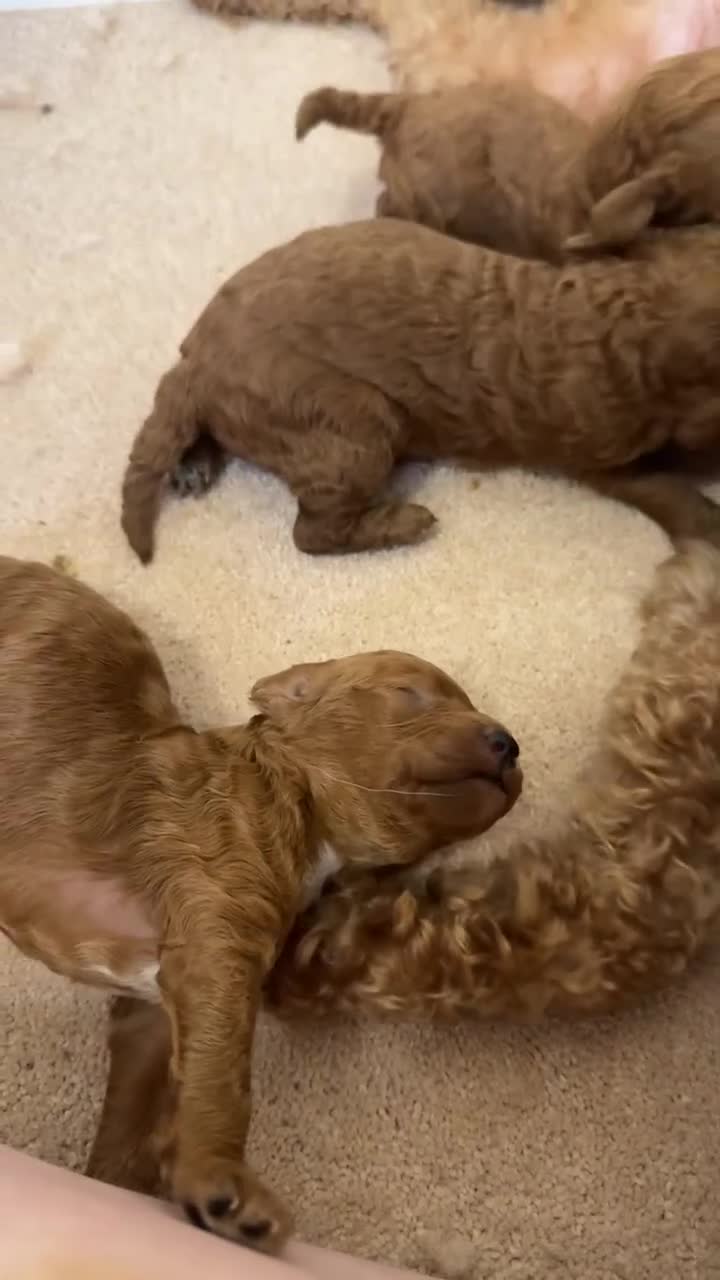 Mixed Breed dogs for sale: TOY X MINIATURE POODLE PUPPIES - RED in Wisbech - Video 1