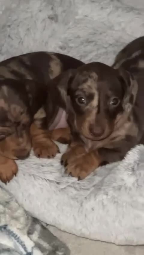 Miniature Dachshund dogs for stud: MINIATURE DAPPLE CHOC/ISABELLA DACHSHUND STUD - Video 1