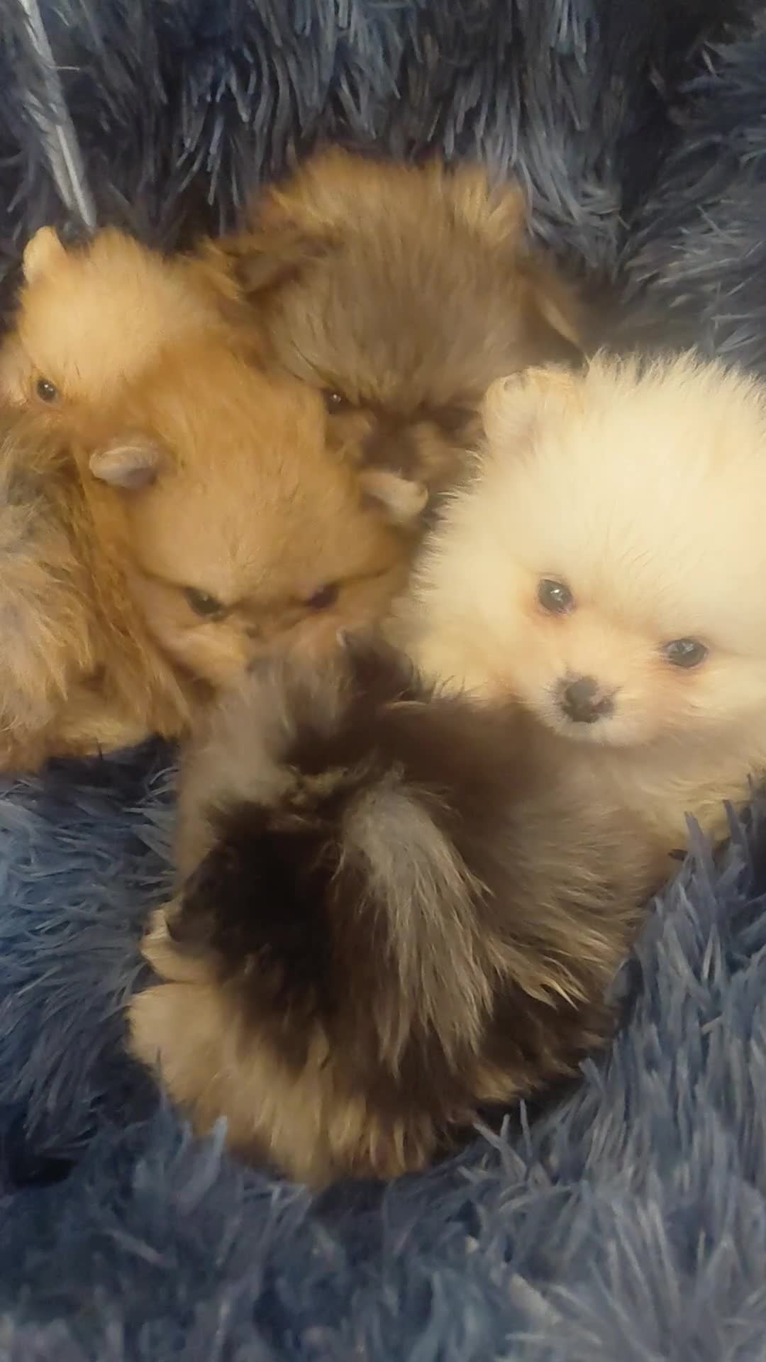 Pomeranian dogs for sale: Pomeranian puppies  - Video 4