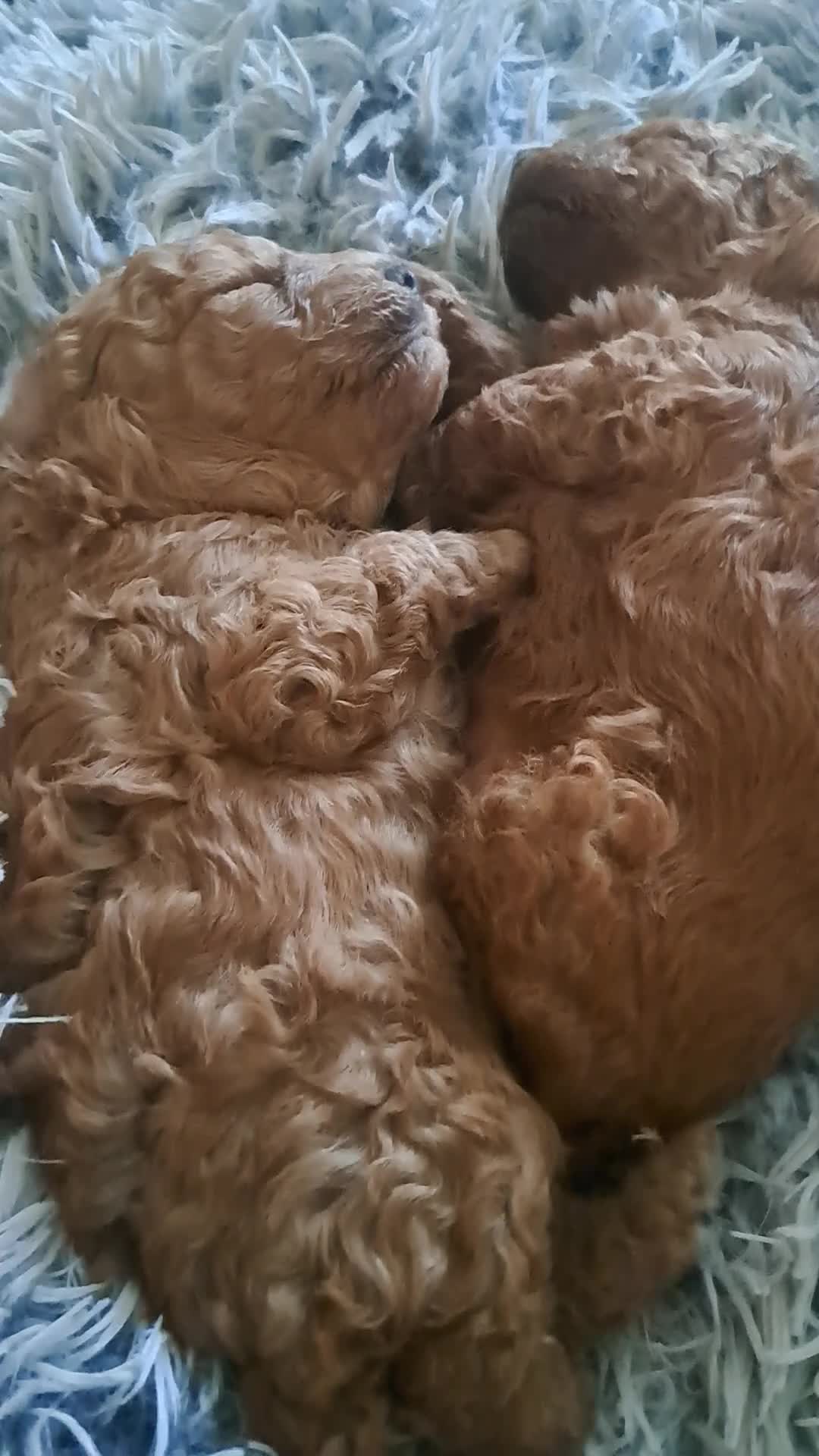 Toy Poodle dogs for sale: Fox Red boy red girl kc reg 1600 - Video 1