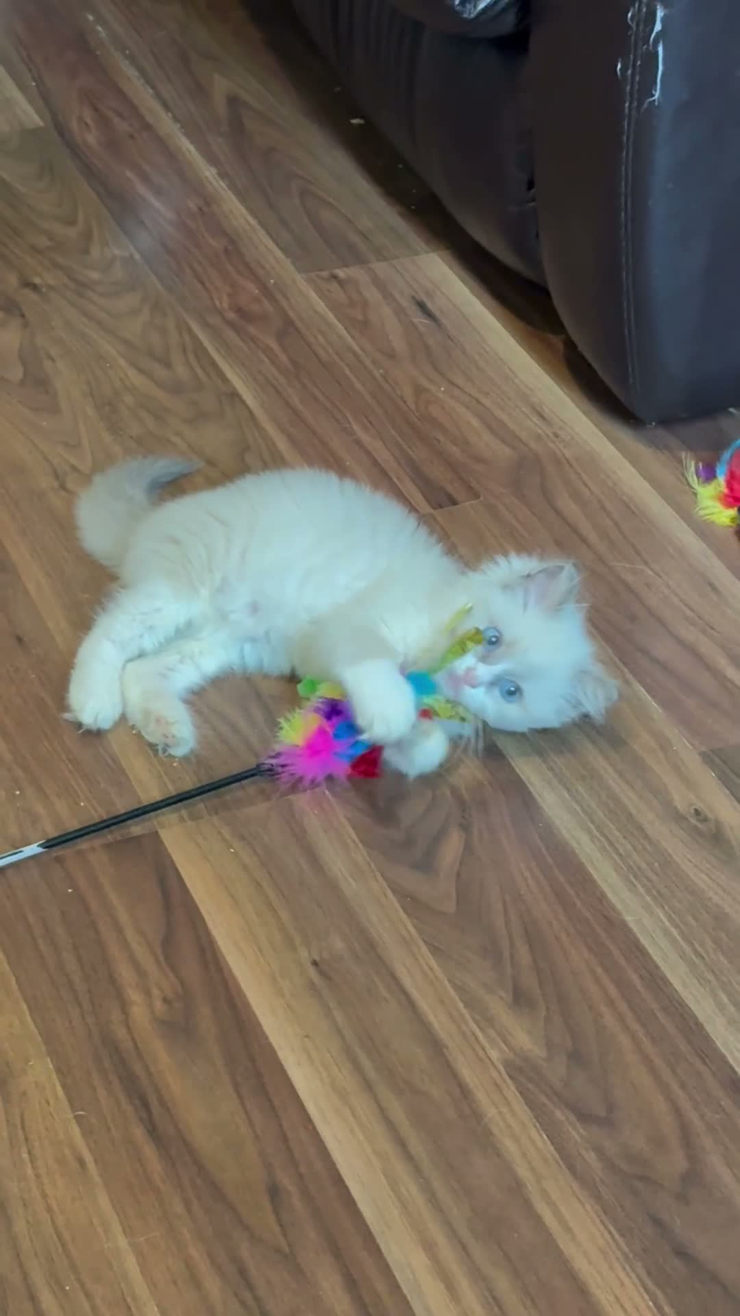 Ragdoll cats for sale: Blue point male ragdoll  - Video 2