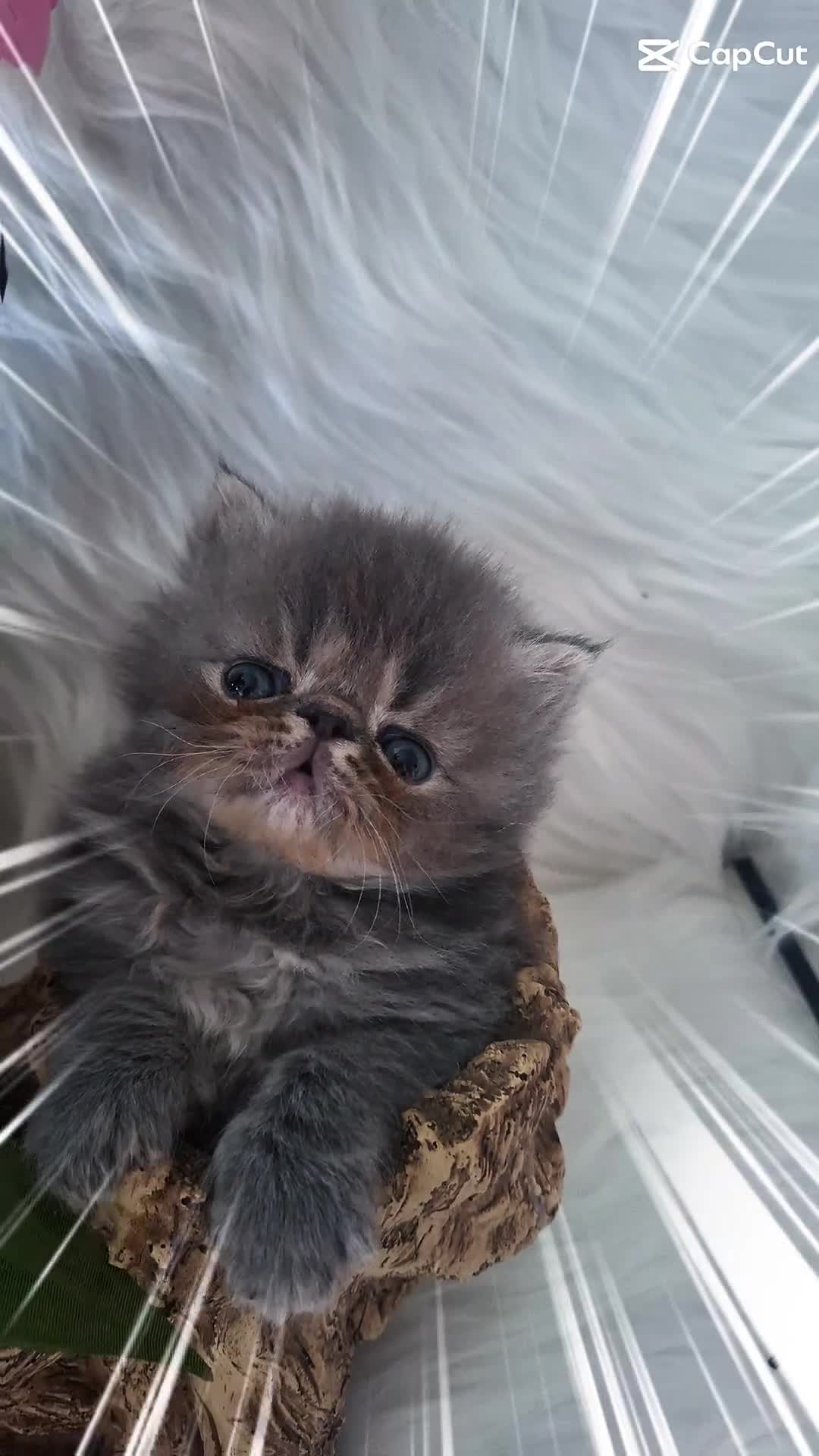 Persian cats for sale: Blue Persian Kittens  - Video 4