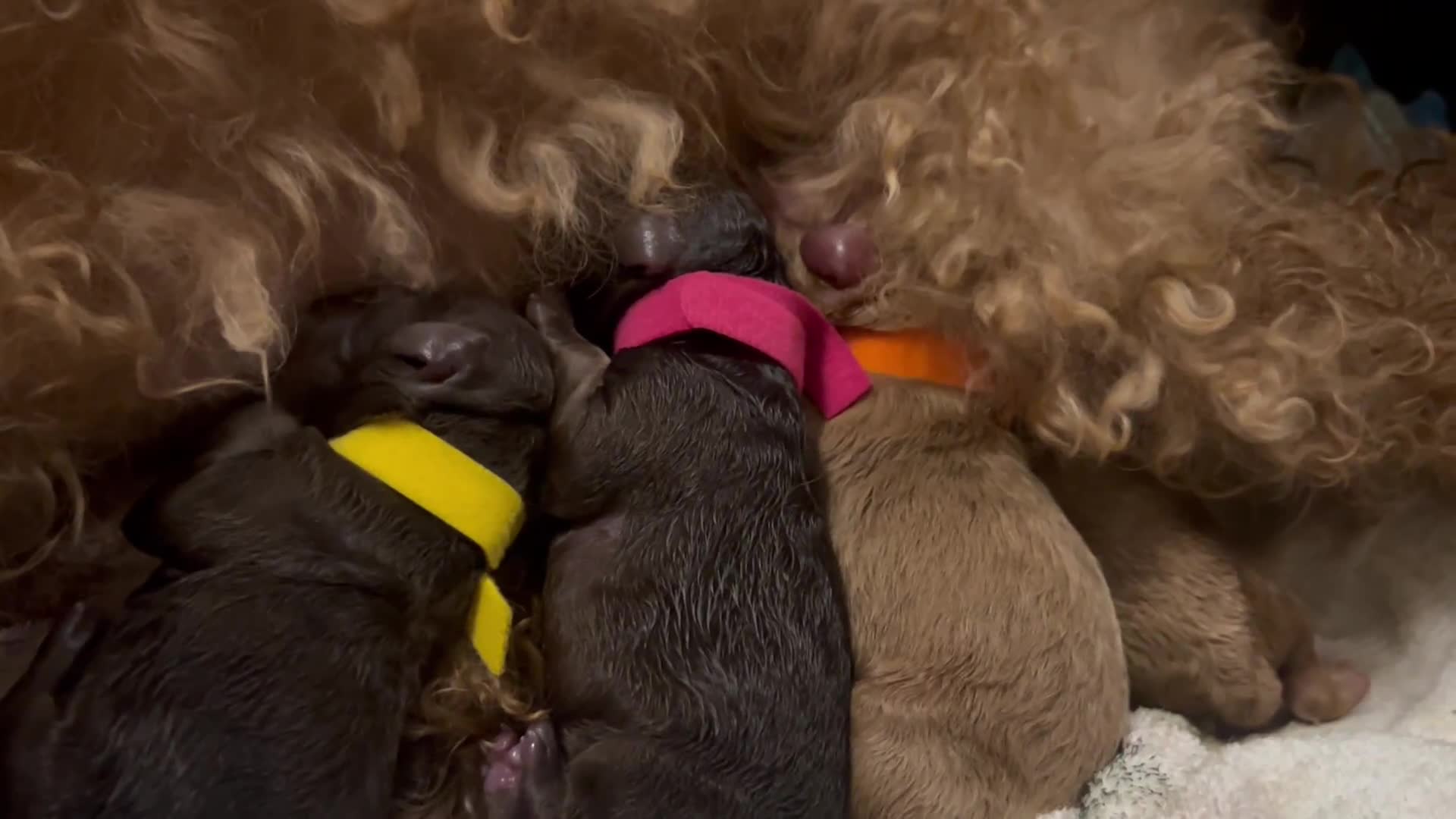 Cockapoo dogs for sale: Beautiful Cockapoo pups ready 22/11/2025 - Video 1