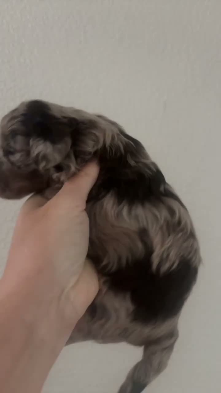 Cockapoo dogs for sale: Cocapoo puppies in Cramlington - Video 5