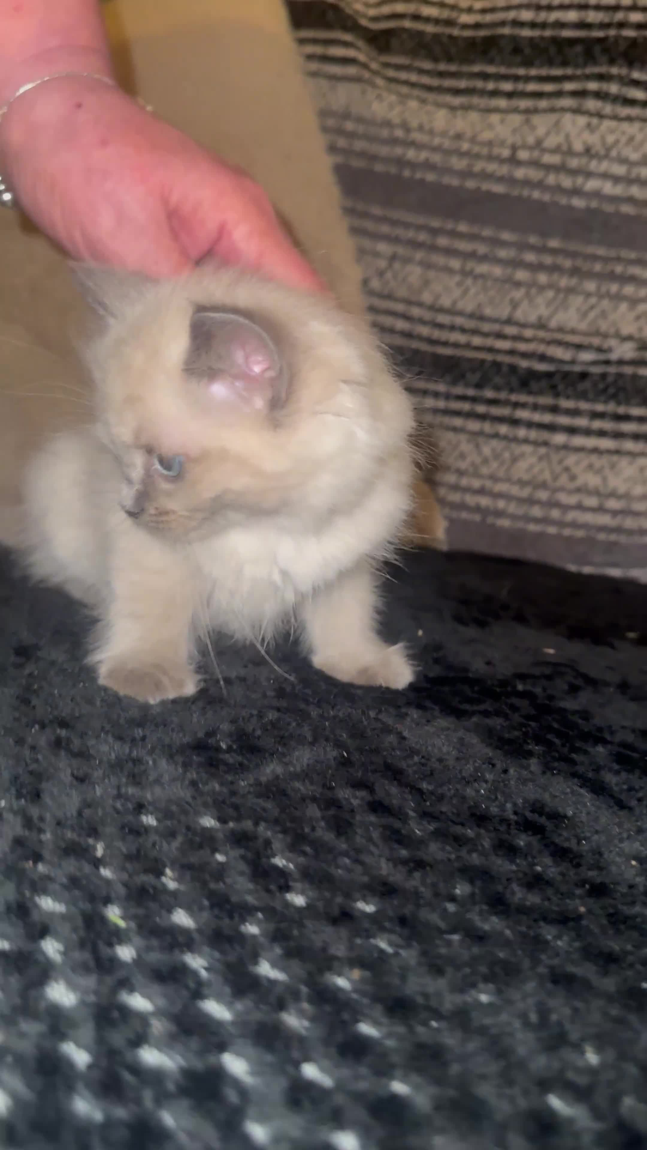 Ragdoll cats for sale: Ragdoll kittens blue mitted  - Video 2