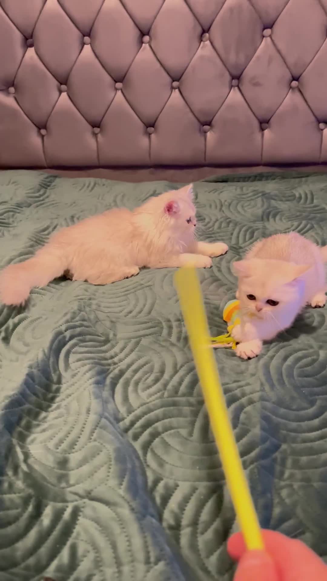 Scottish Fold cats for sale: 💞Beautiful Scottish Fold and Straight kittens🐾 - Video 1