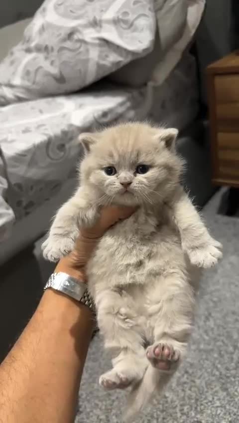 British Shorthair cats for stud: GCCF reg blue British Shorthair for stud - Video 1