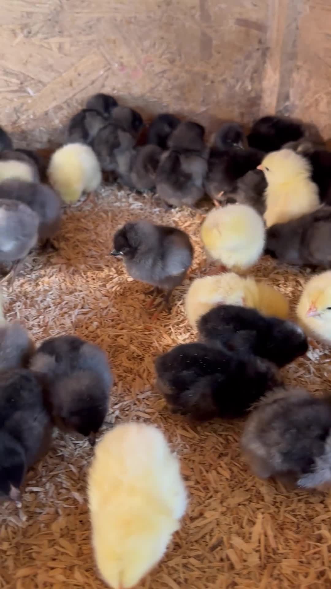 Chickens poultry for sale: Female Chicks in a range of breeds  - Video 1
