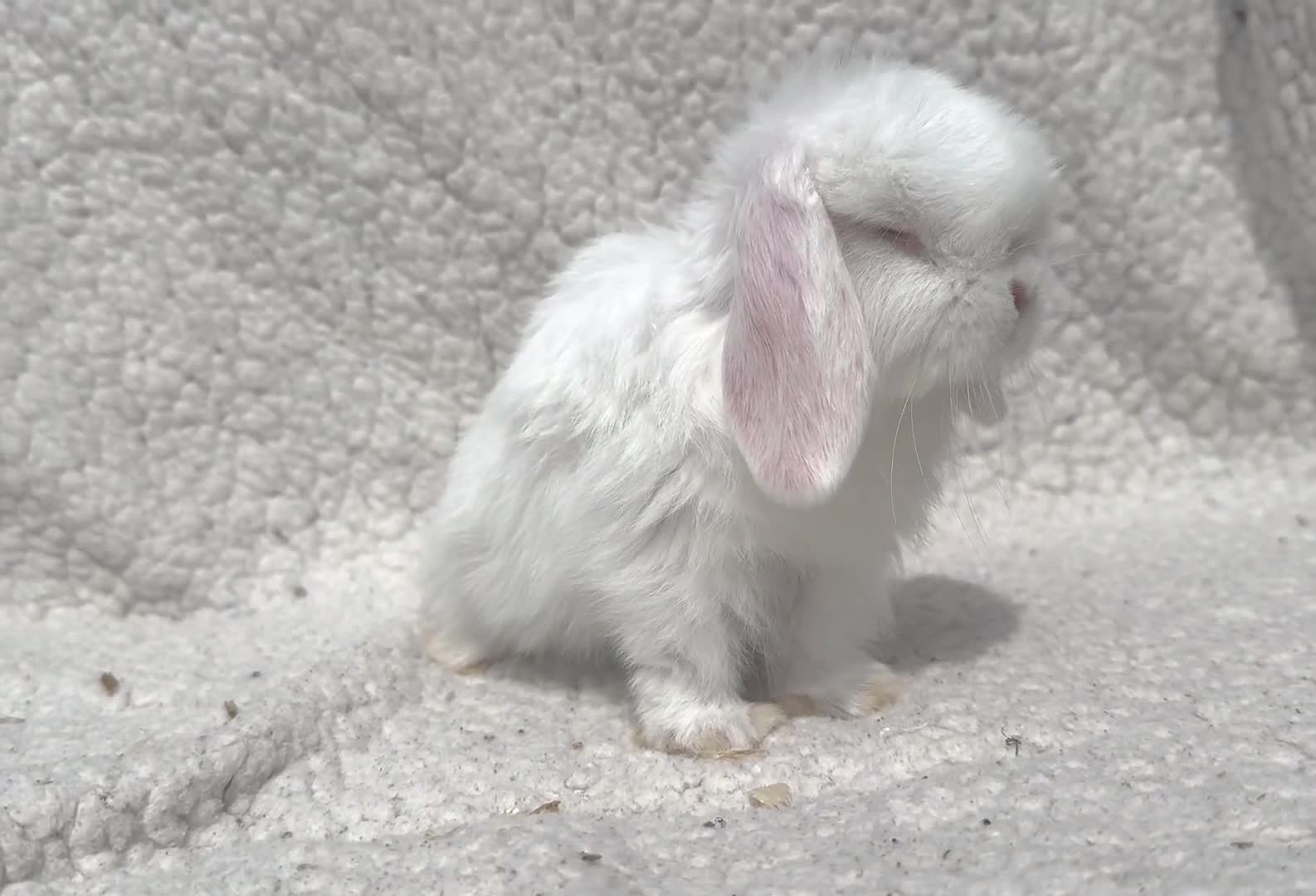 Mini Lop rabbits for sale: STUNNING PUREBRED MINI LOP BABY GIRLS AND BOYS - Video 1