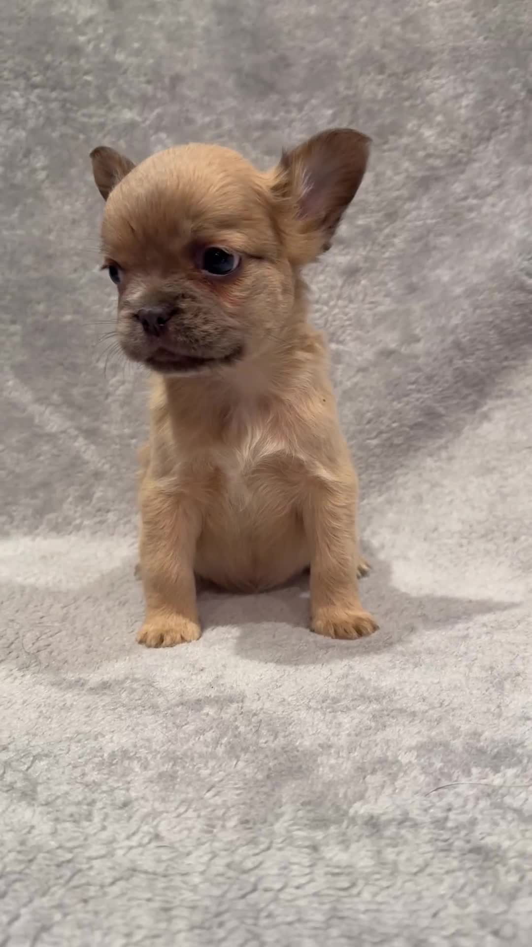 French Bulldog dogs for sale: Beautiful French bulldog puppies 💙💙🩷🩷 - Video 1