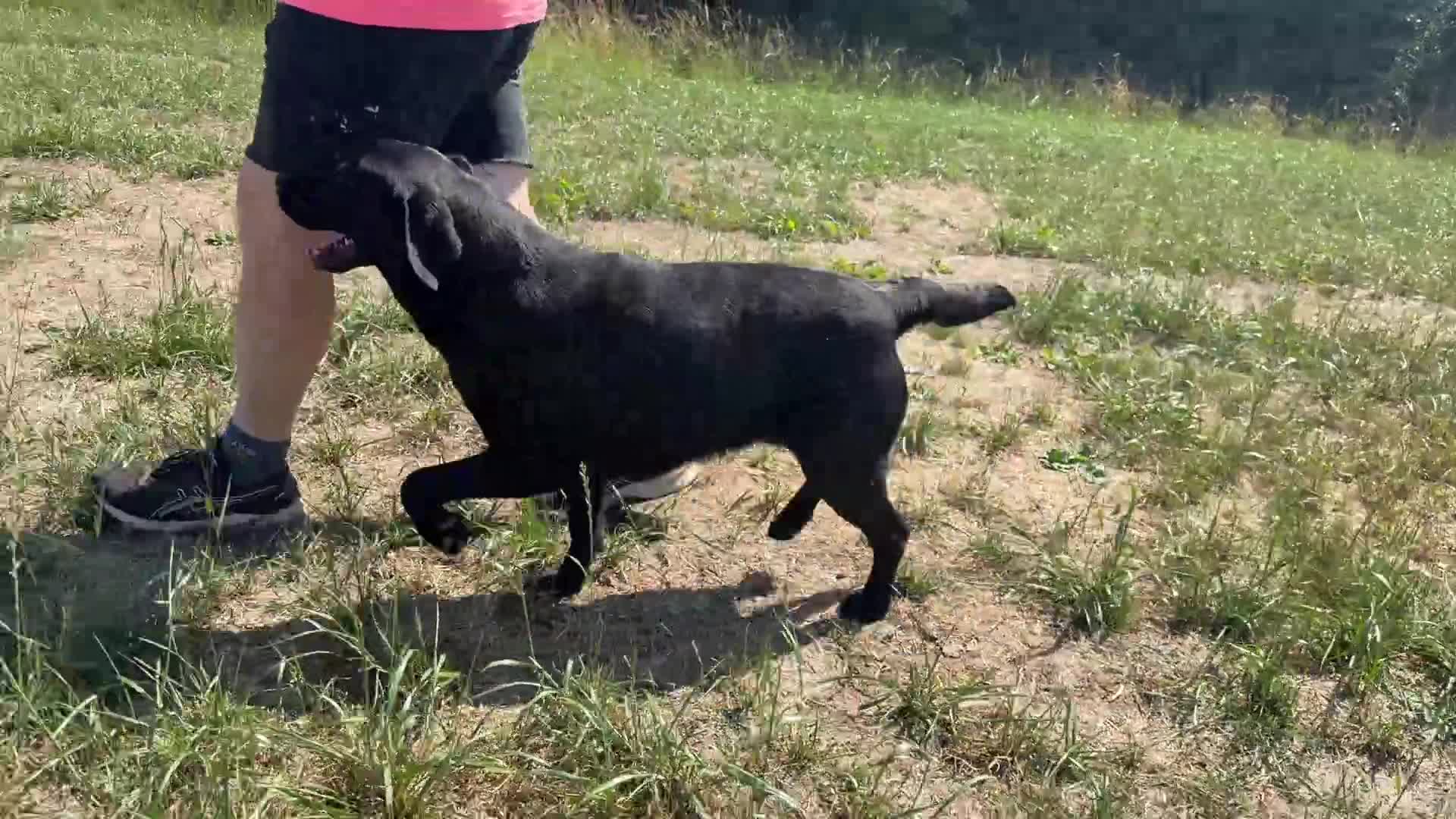 Labrador Retriever dogs for sale: Adult - Quality Labrador Retriever Bitch  - Video 2