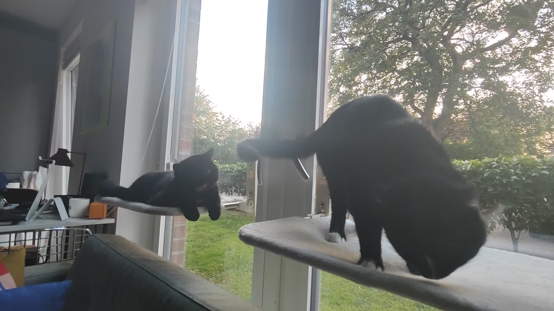 American Shorthair cats for sale: Year Old Male Tuxedo - Dwizzle - Video 2