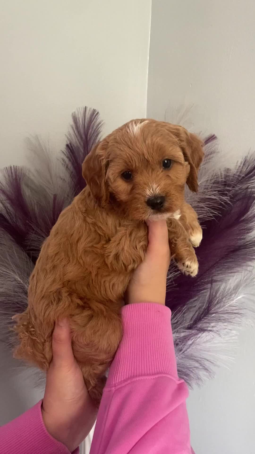 Cavapoo dogs for sale: **Beautiful Cavapoo pups** - Video 1