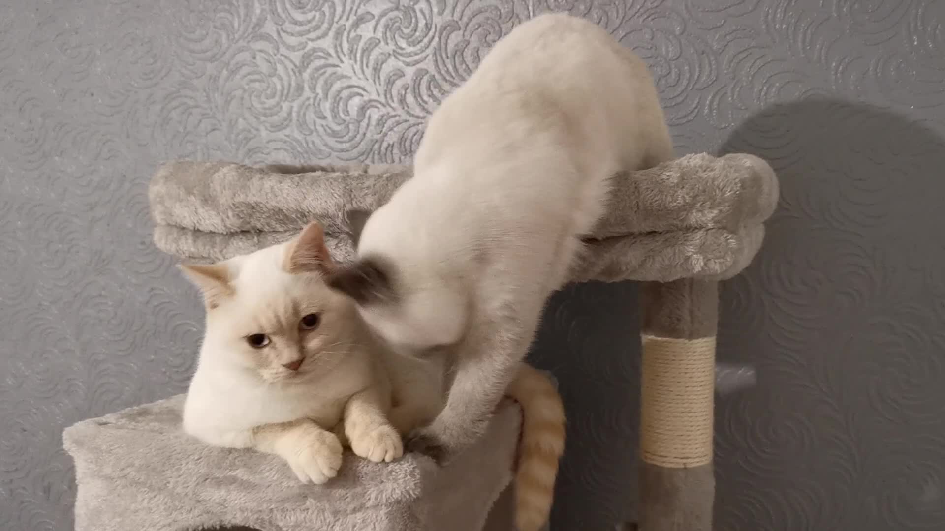British Shorthair cats for sale: Stunning GCCF reg BSH kittens Ready to leave!! - Video 2