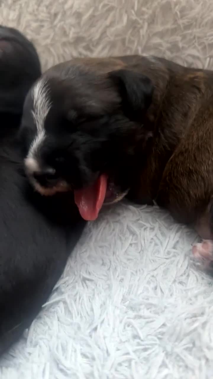 Mixed Breed dogs for sale:     Unique Lagotto Romagnolo × Staffy Puppies - Video 2