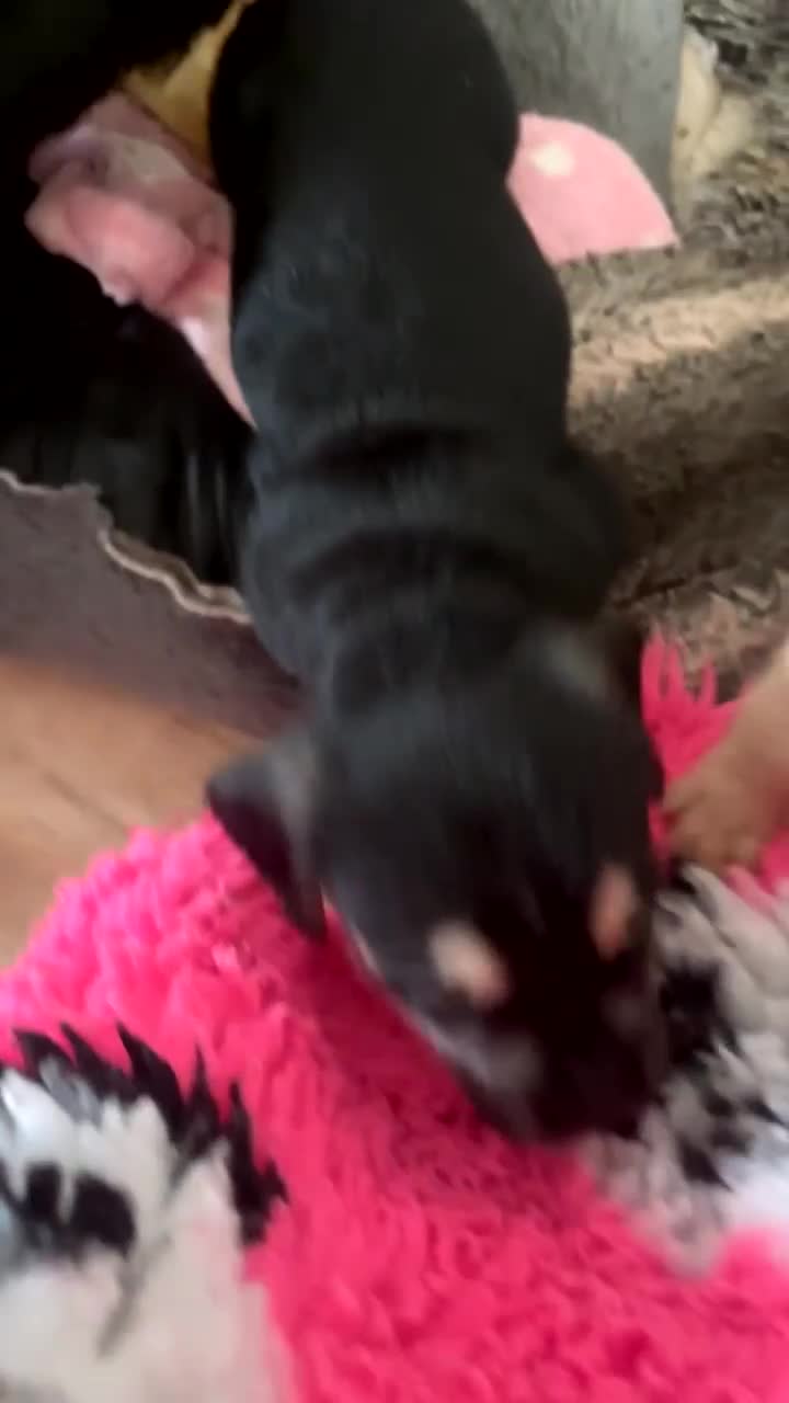 Mixed Breed dogs for sale:  Healthy Cavapoo x French Velvet Bulldog Puppies - Video 3