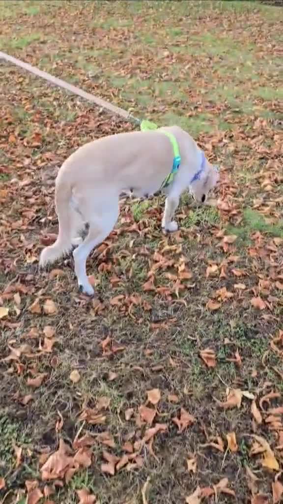 Golden Retriever dogs for sale: Golden Retriever Female 18 months - Video 1
