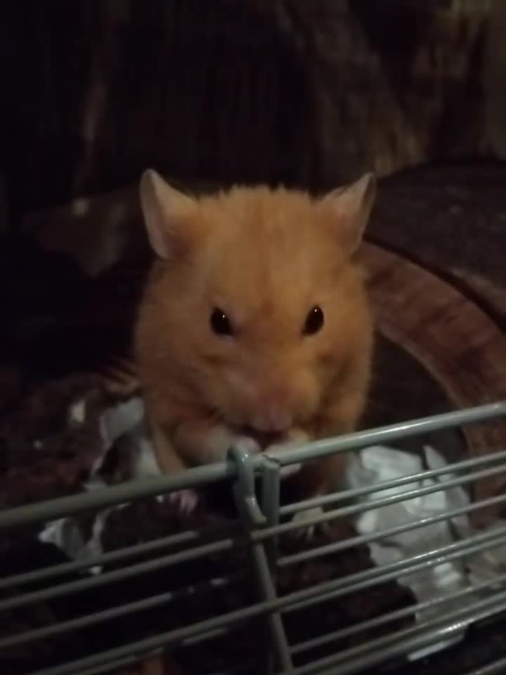 Hamster rodents for sale: 🐹Male Syrian hamster available for adoption 🐹  - Video 1