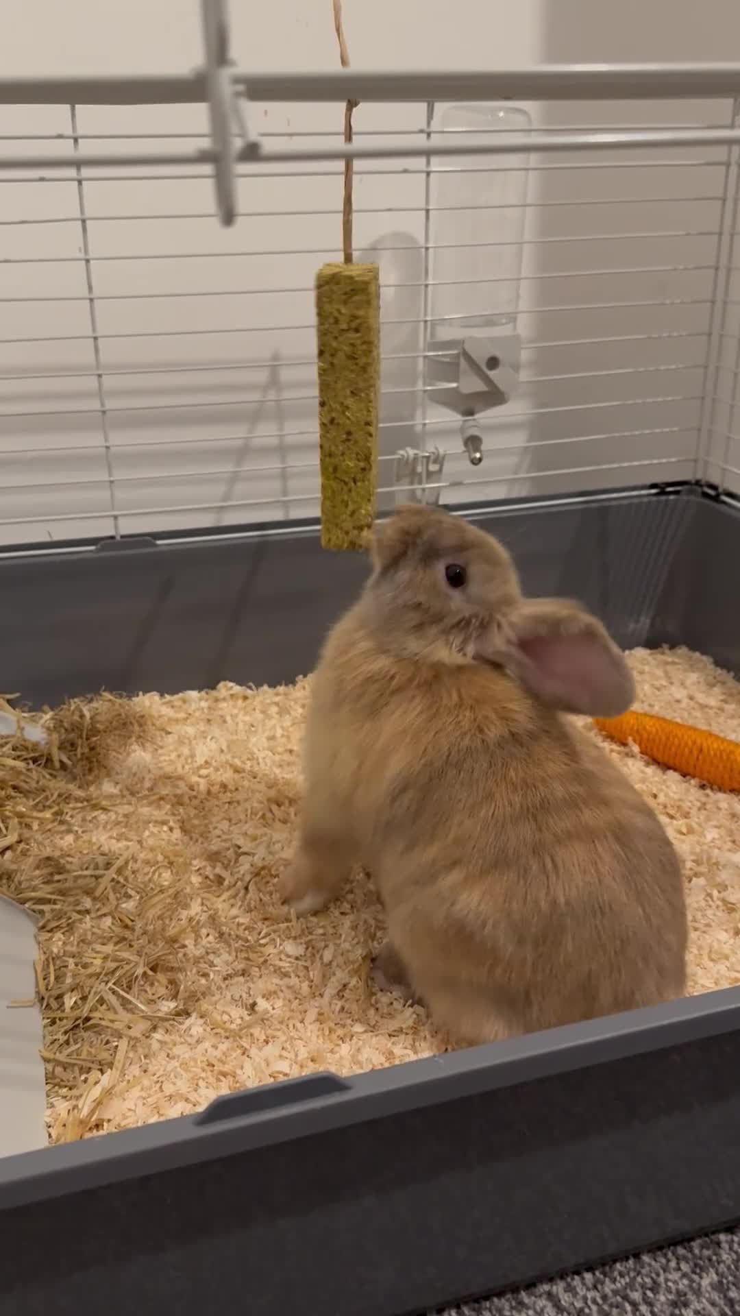 Mini Lop rabbits for sale: 6 month female mini lop in Bootle - Video 1