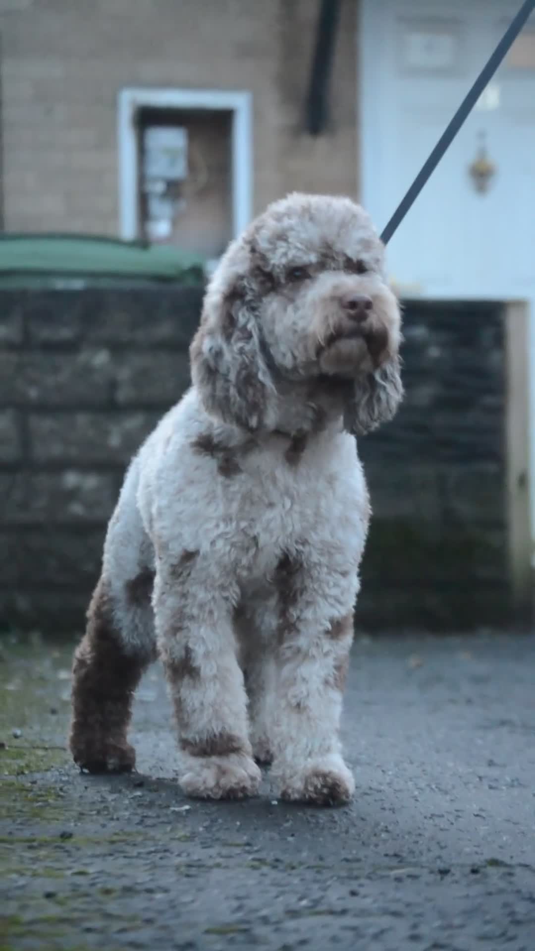Cockapoo dogs for stud: Wreck it Ralph🍫 F1B - Video 4