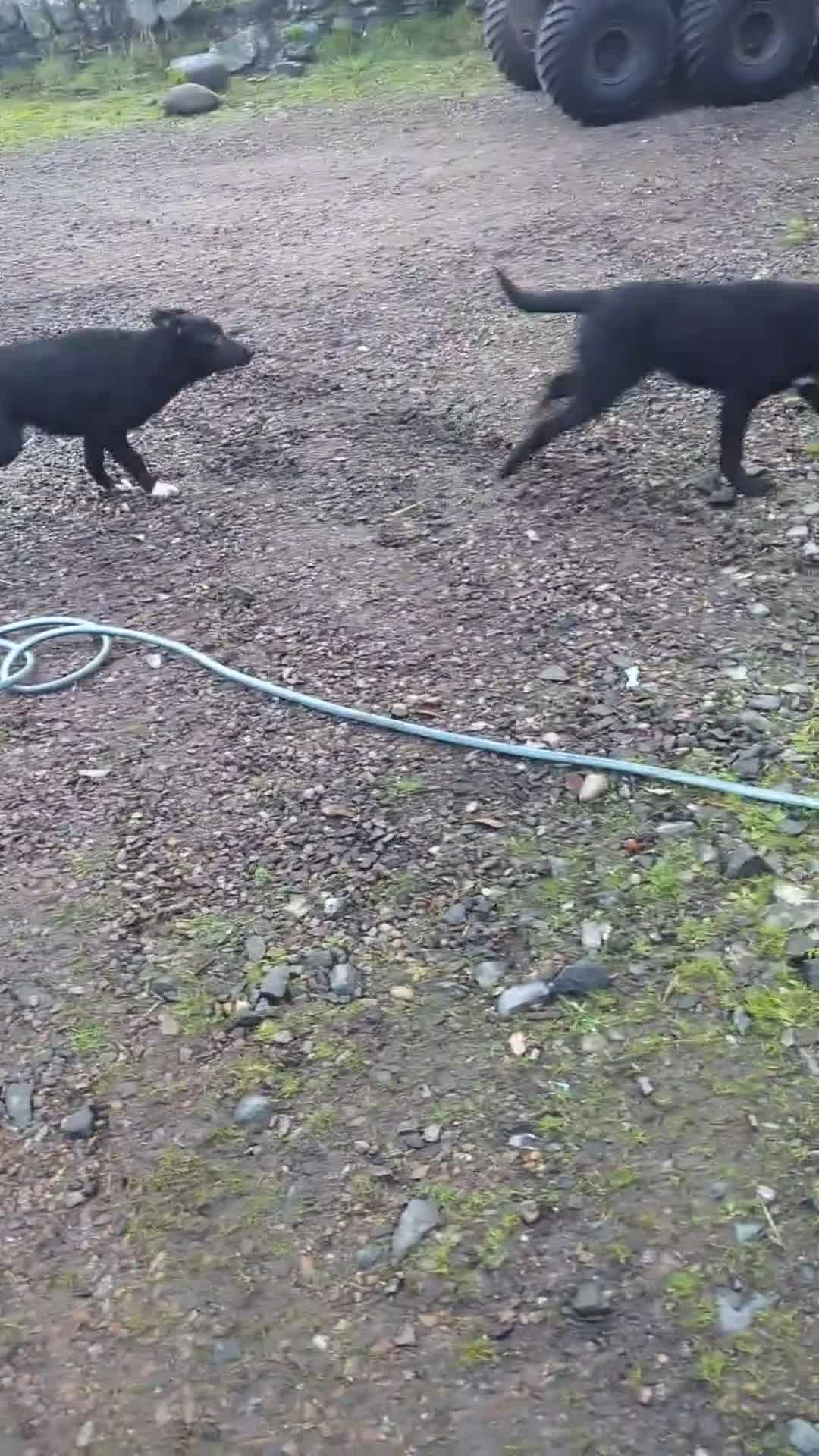 Border Collie dogs for sale: Female border Collie  - Video 1