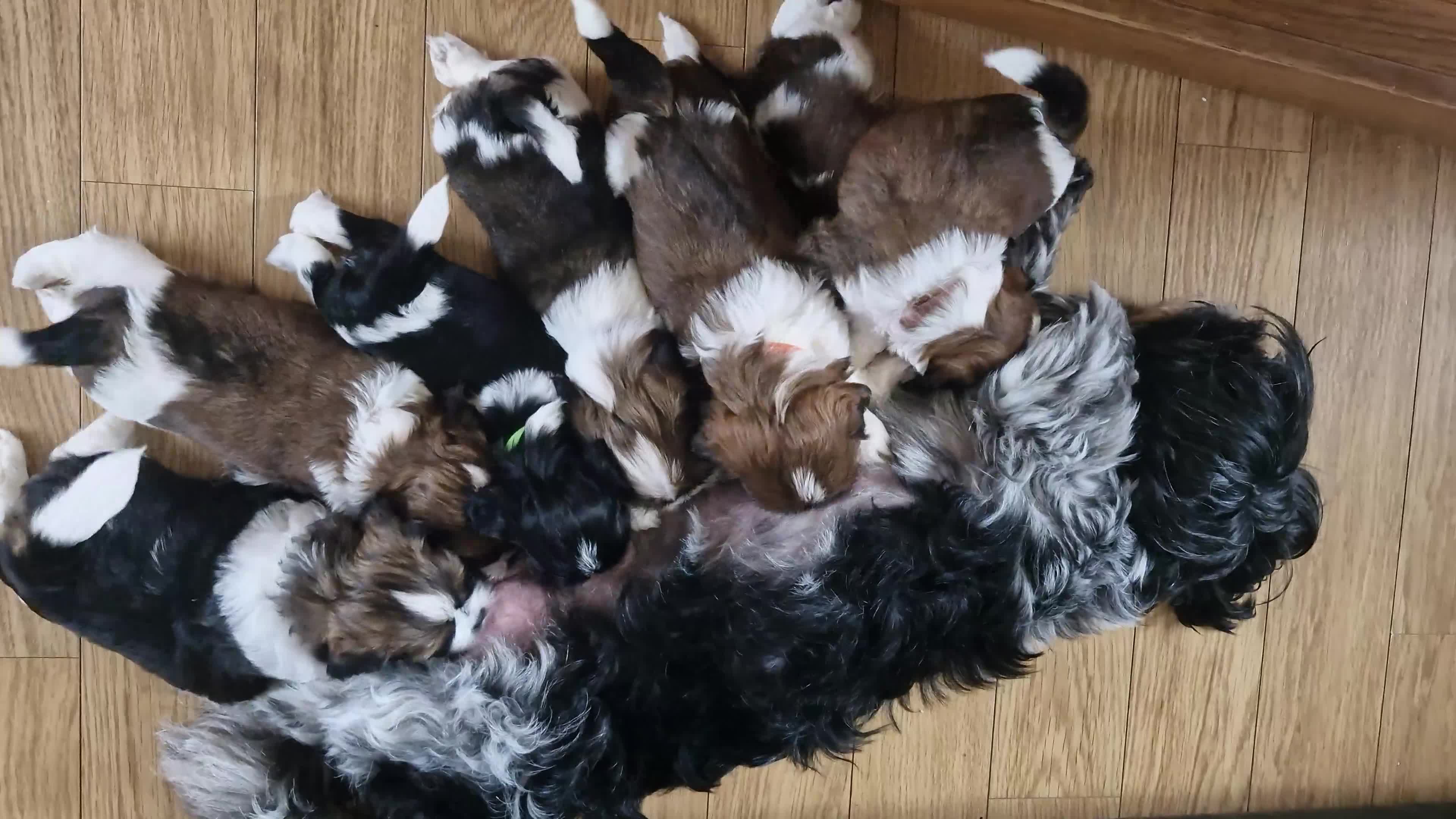 Mixed Breed dogs for sale:  Gorgeous Shih tzu poppies .🐶🐾 - Video 1