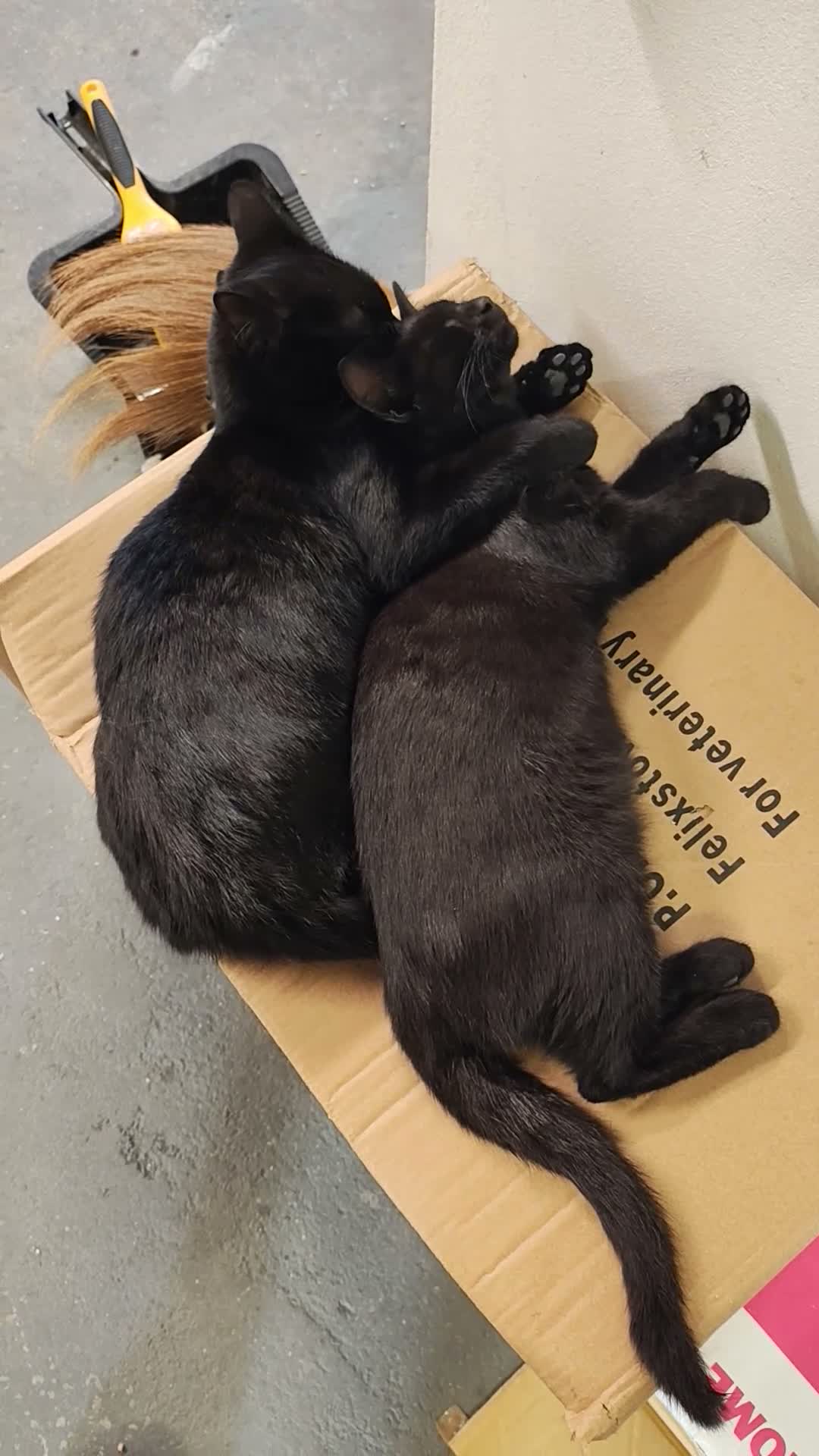 Mixed Breed cats for sale: Adorable 9 month old sisters  - Video 2