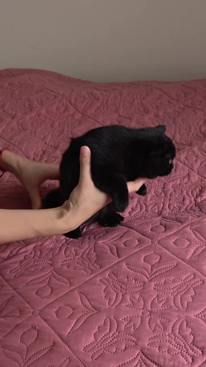 Scottish Fold cats for sale: 3 lovely kittens looking for new family  - Video 3