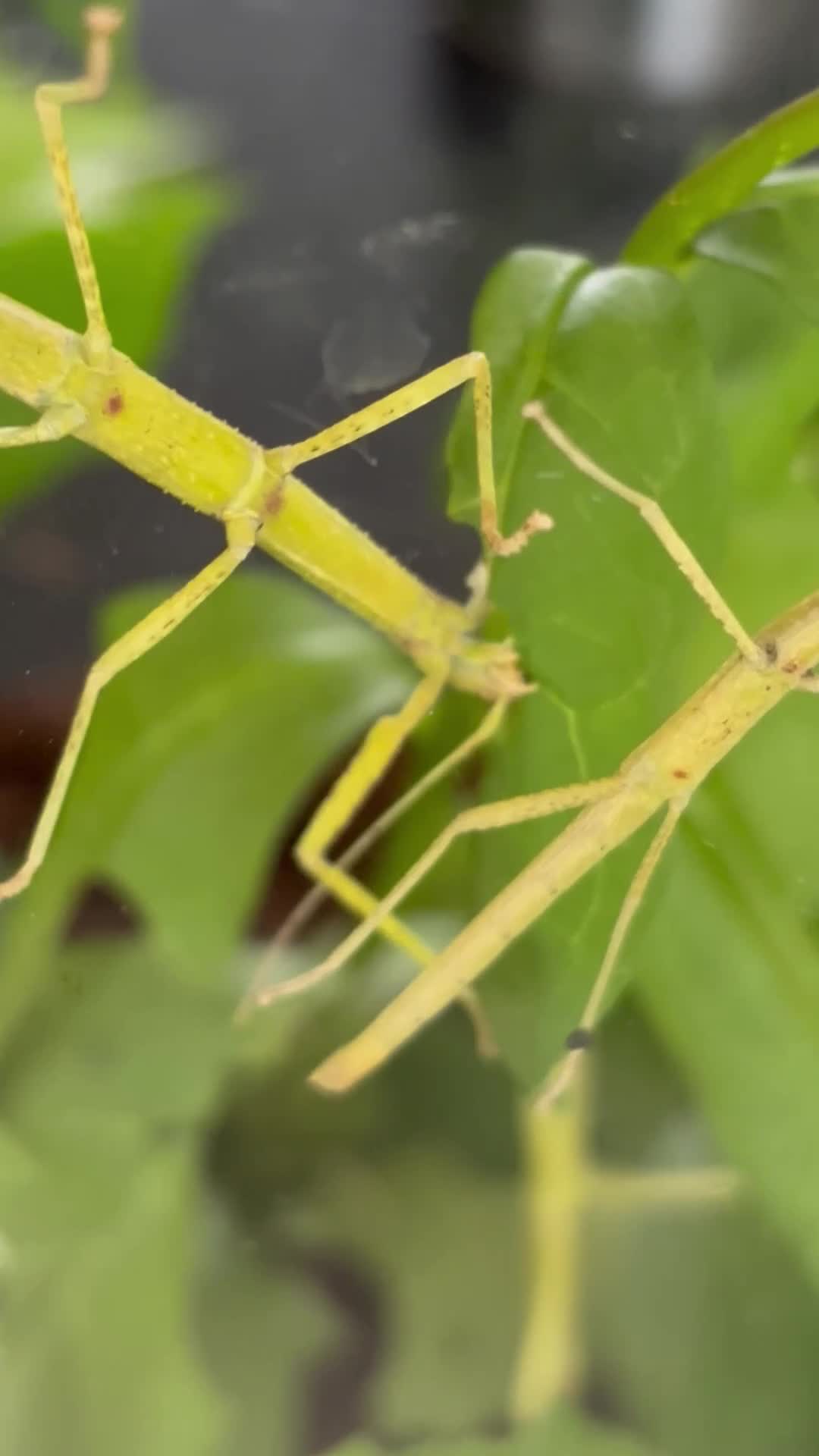 Mixed Breed reptiles for sale: 10 Indian stick insects eggs in Hull - Video 1