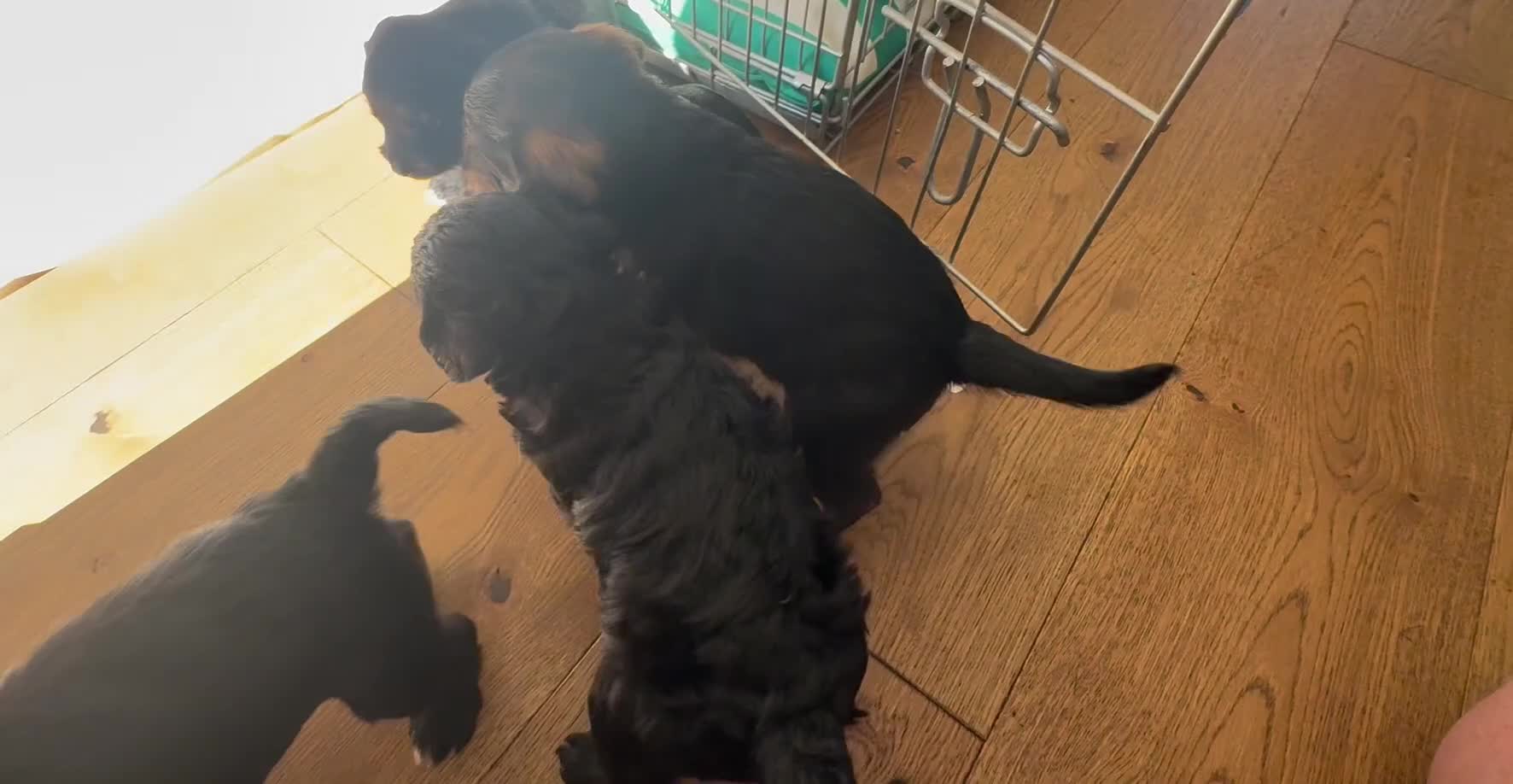 Mixed Breed dogs for sale: Miniature Schnauzer X Cockapoo - Video 1