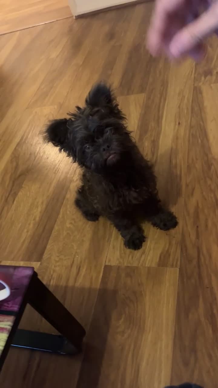 French Bulldog dogs for sale: Meet coffee! - Video 2