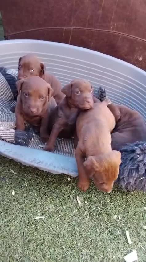 Patterdale Terrier dogs for sale: 🐾 WorkingLine Patterdale Terrier Pups– 28th june - Video 1