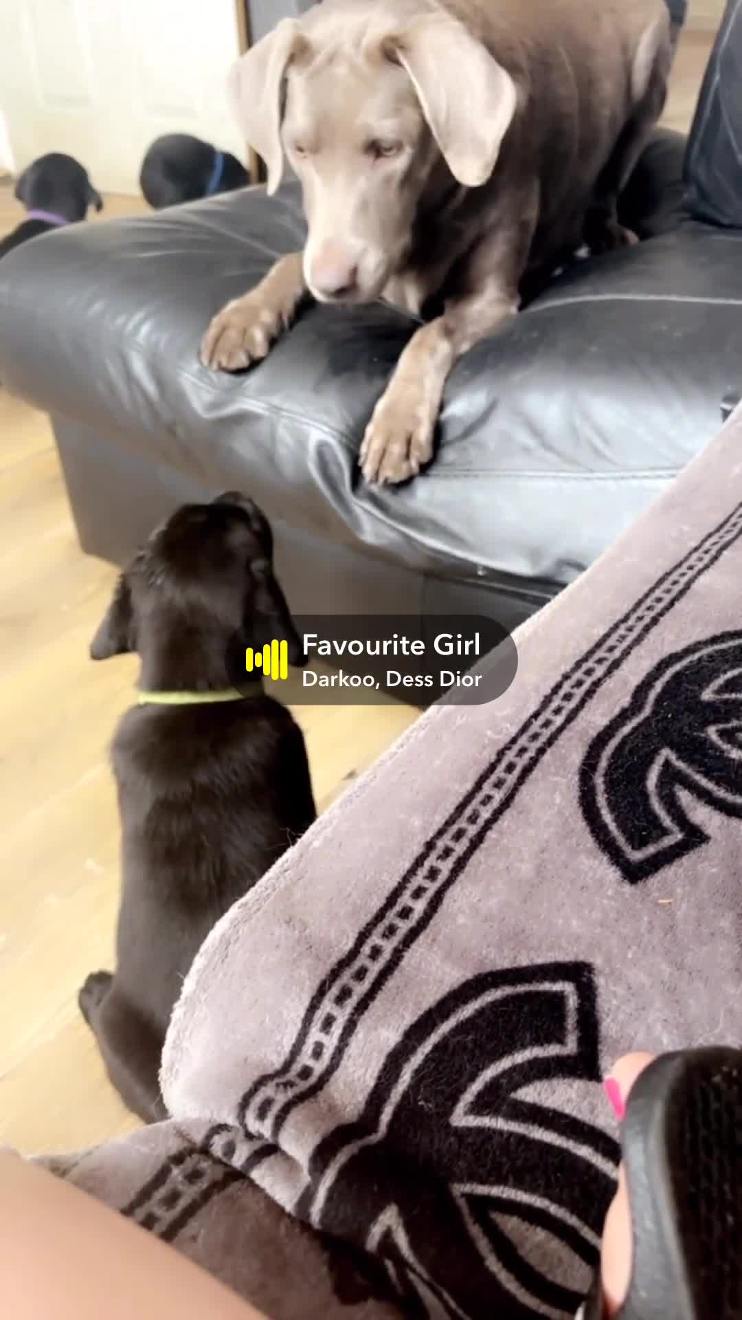 Labrador Retriever dogs for sale: 5 BLACK KC REGISTERED LABRADORS FOR SALE  - Video 2