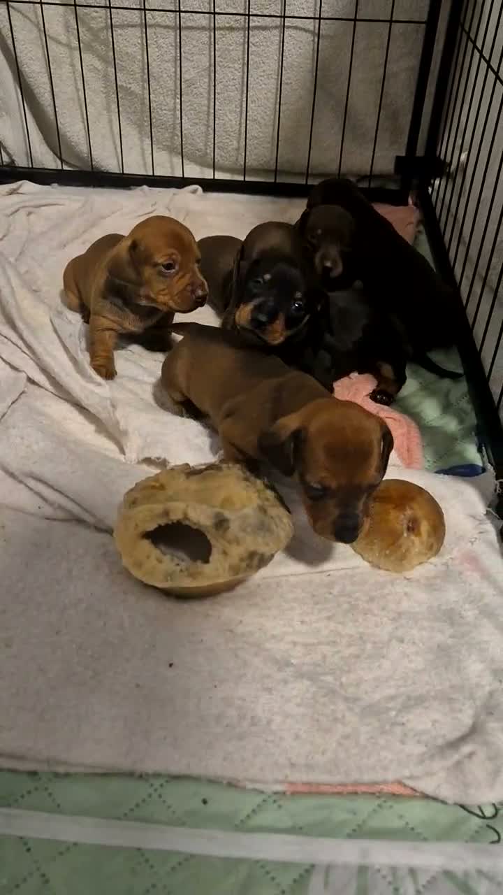 Miniature Dachshund dogs for sale: Miniature Dachshund Puppies  in Caernarfon - Video 2
