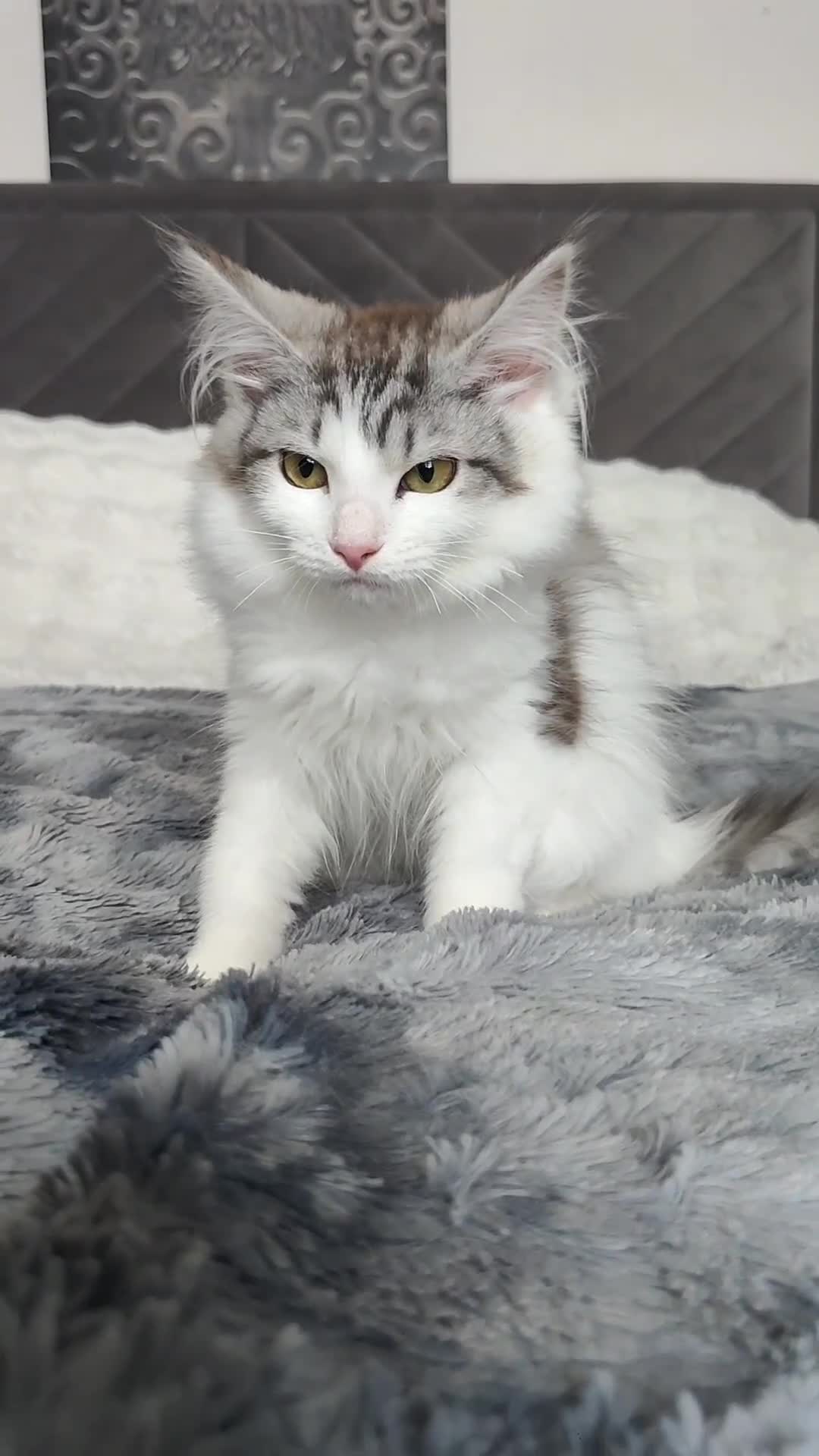 Maine Coon cats for sale: Norwegian Forest Mix European Maine coon Kittens  in Glasgow - Video 2