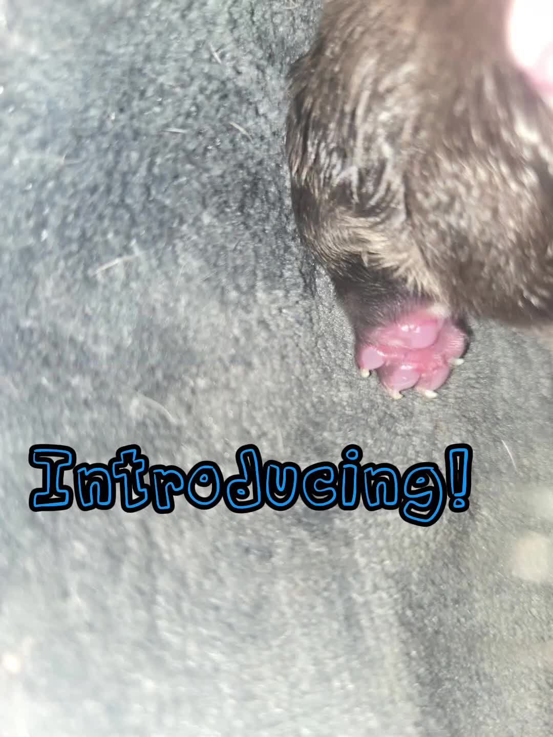 French Bulldog dogs for sale: BRAND NEW FRENCH BULLDOG PUPPIES BORN 9TH MAY - Video 1