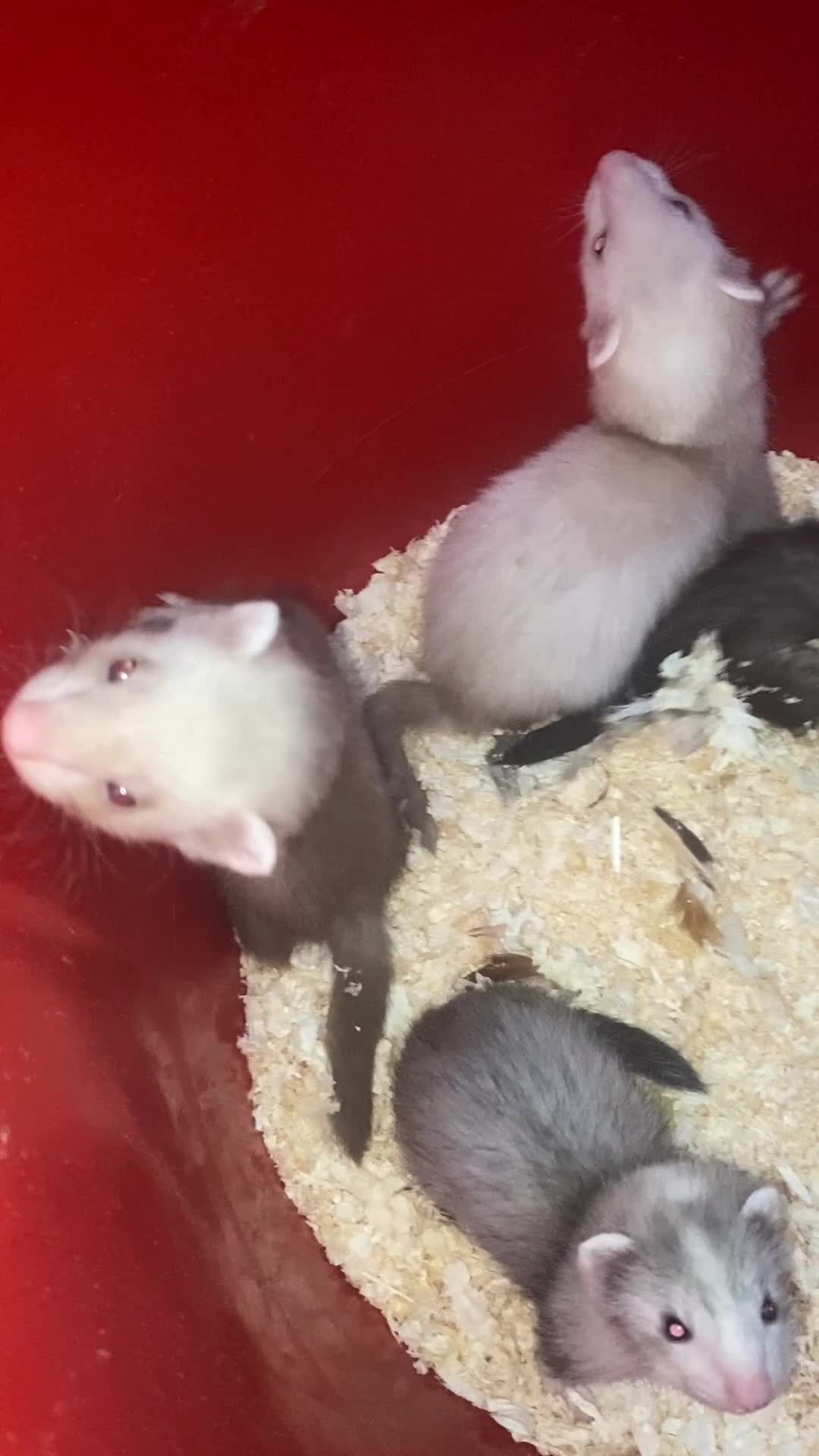 Ferret rodents for sale: Ferret kits, WF3 postcode  - Video 2