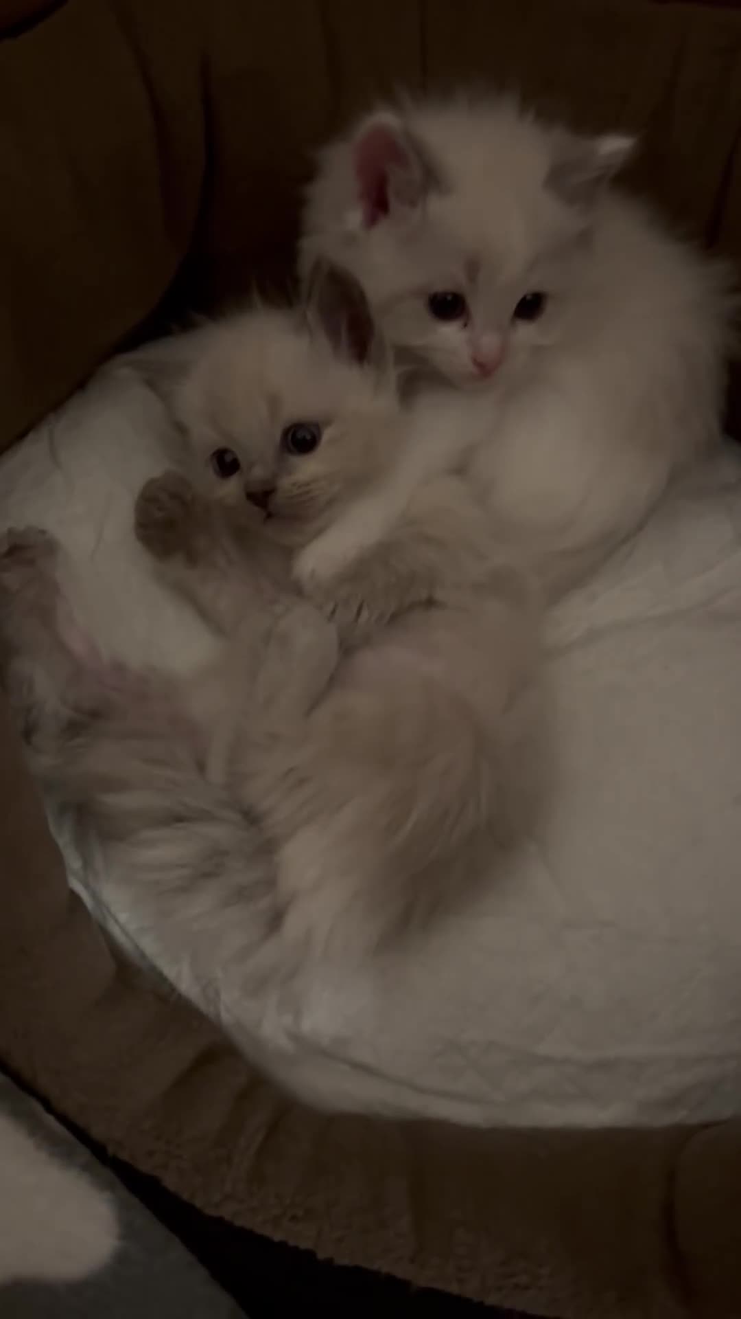 Ragdoll cats for sale: 1 male kitten ready to leave  - Video 4
